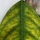 Quelato de hierro en cítricos y frutales: cómo evitar la clorosis férrica