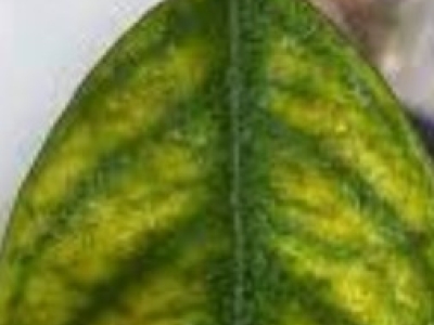 Quelato de hierro en cítricos y frutales: cómo evitar la clorosis férrica