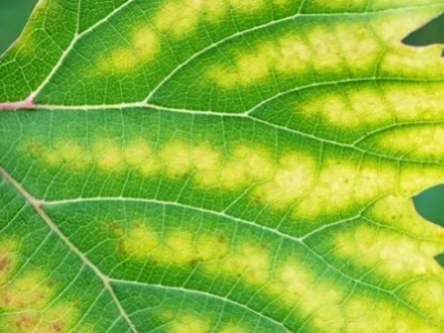 Quelato de Hierro 6% EDDHA: el aliado perfecto contra la clorosis férrica