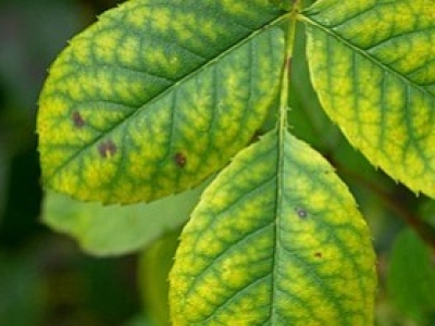 Por qué amarillean las hojas: causas y solución con quelato de hierro